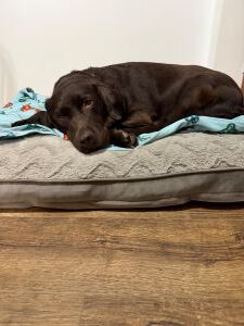 Mocha #15 Chocolate Labrador Female 5 Years Old ID#3720