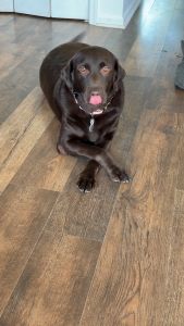 Mocha #15 Chocolate Labrador Female 5 Years Old ID#3720