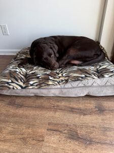 Mocha #15 Chocolate Labrador Female 5 Years Old ID#3720