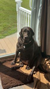 Mocha #15 Chocolate Labrador Female 5 Years Old ID#3720