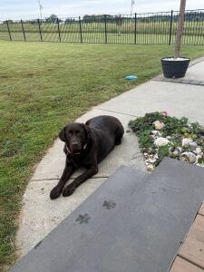 Mocha #15 Chocolate Labrador Female 5 Years Old ID#3720