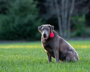 Stella #9 Silver Labrador Retriever Female 8 Years Old ID #3806