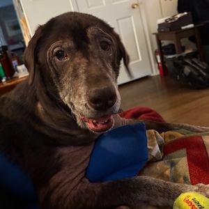 Sadie #14 Chocolate Labrador Retriever Mix Female ID #3683