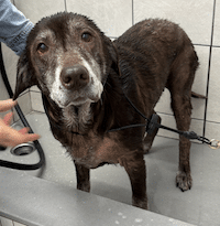 Sadie #14 Chocolate Labrador Retriever Mix Female ID #3683
