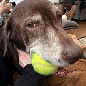 Sadie #14 Chocolate Labrador Retriever Mix Female ID #3683