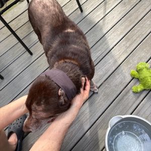 Sadie #14 Chocolate Labrador Retriever Mix Female ID #3683
