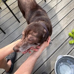 Sadie #14 Chocolate Labrador Retriever Mix Female ID #3683
