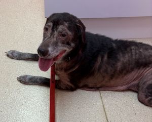 Sadie #14 Chocolate Labrador Retriever Mix Female ID #3683