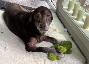 Sadie #14 Chocolate Labrador Retriever Mix Female ID #3683