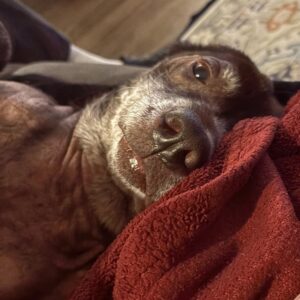 Sadie #14 Chocolate Labrador Retriever Mix Female ID #3683