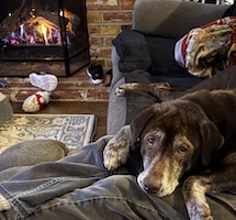 Sadie #14 Chocolate Labrador Retriever Mix Female ID #3683