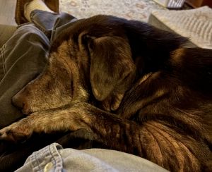 Sadie #14 Chocolate Labrador Retriever Mix Female ID #3683
