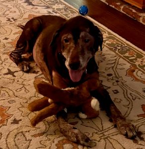 Sadie #14 Chocolate Labrador Retriever Mix Female ID #3683