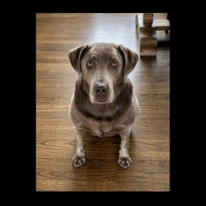 Stella #9 Silver Labrador Retriever Female 8 Years Old ID #3806