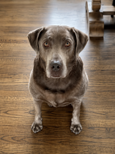 Stella #9 Silver Labrador Retriever Female 8 Years Old ID #3806