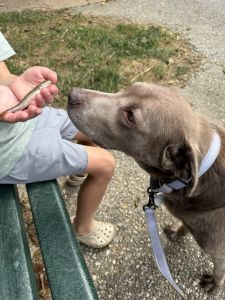 Stella #9 Silver Labrador Retriever Female 8 Years Old ID #3806