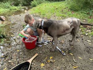 Stella #9 Silver Labrador Retriever Female 8 Years Old ID #3806