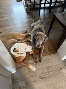 Stella #9 Silver Labrador Retriever Female 8 Years Old ID #3806
