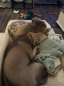 Stella #9 Silver Labrador Retriever Female 8 Years Old ID #3806