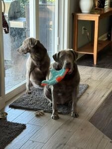 Stella #9 Silver Labrador Retriever Female 8 Years Old ID #3806