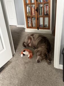 Stella #9 Silver Labrador Retriever Female 8 Years Old ID #3806