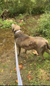 Stella #9 Silver Labrador Retriever Female 8 Years Old ID #3806