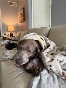 Stella #9 Silver Labrador Retriever Female 8 Years Old ID #3806