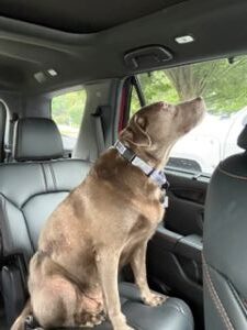 Stella #9 Silver Labrador Retriever Female 8 Years Old ID #3806