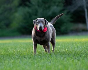 Stella #9 Silver Labrador Retriever Female 8 Years Old ID #3806