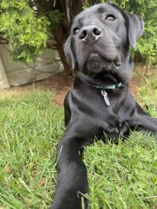 Sunshine #3 Black Labrador Female 7 Months Old ID#3807