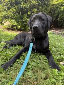 Sunshine #3 Black Labrador Female 7 Months Old ID#3807