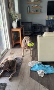 Stella #9 Silver Labrador Retriever Female 8 Years Old ID #3806