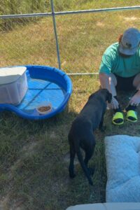 Dawn Black Labrador Retriever Mix Female ~7-8 Months Old