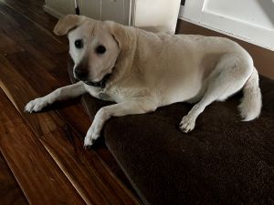 Luke #7 Yellow Labrador Retriever Mix Male 10 Years Old ID #3899