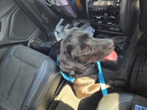 Sunshine #3 Chocolate Labrador Female 7 Months Old ID#3807