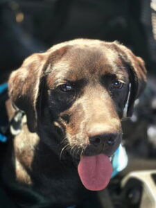 Sunshine #3 Chocolate Labrador Female 7 Months Old ID#3807