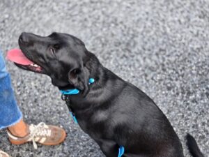 Sunshine #3 Chocolate Labrador Female 7 Months Old ID#3807