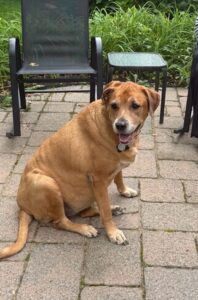 Keia Labrador-Golden Retriever Mix Female 6 Years Old ID#3624