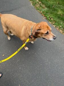 Keia Labrador-Golden Retriever Mix Female 6 Years Old ID#3624