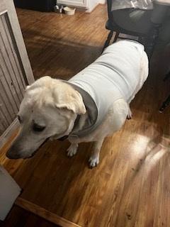 Luke #7 Yellow Labrador Retriever Mix Male 10 Years Old ID #3899