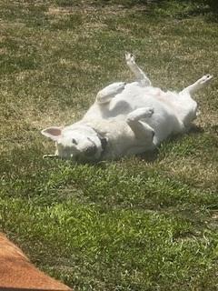 Luke #7 Yellow Labrador Retriever Mix Male 10 Years Old ID #3899