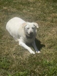 Luke #7 Yellow Labrador Retriever Mix Male 10 Years Old ID #3899