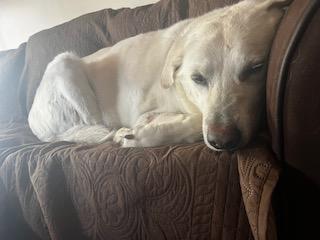 Luke #7 Yellow Labrador Retriever Mix Male 10 Years Old ID #3899