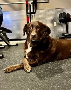 Caya Chocolate Labrador Retrieve Mix Female 3 Years Old ID #3251