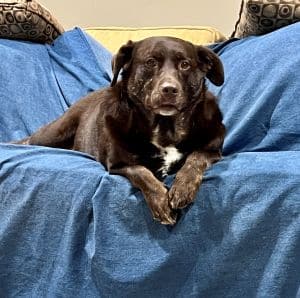 Caya Chocolate Labrador Retrieve Mix Female 3 Years Old ID #3251