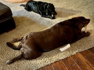 Caya Chocolate Labrador Retrieve Mix Female 3 Years Old ID #3251
