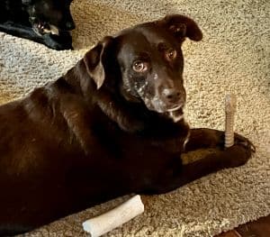 Caya Chocolate Labrador Retrieve Mix Female 4 Years Old ID #3251