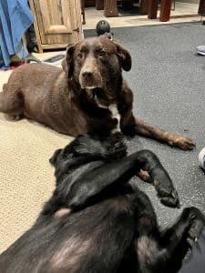Caya Chocolate Labrador Retrieve Mix Female 4 Years Old ID #3251