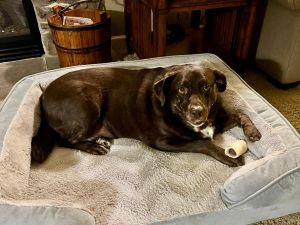 Caya Chocolate Labrador Retrieve Mix Female 3 Years Old ID #3251
