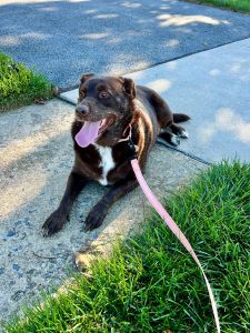 Caya Chocolate Labrador Retrieve Mix Female 4 Years Old ID #3251